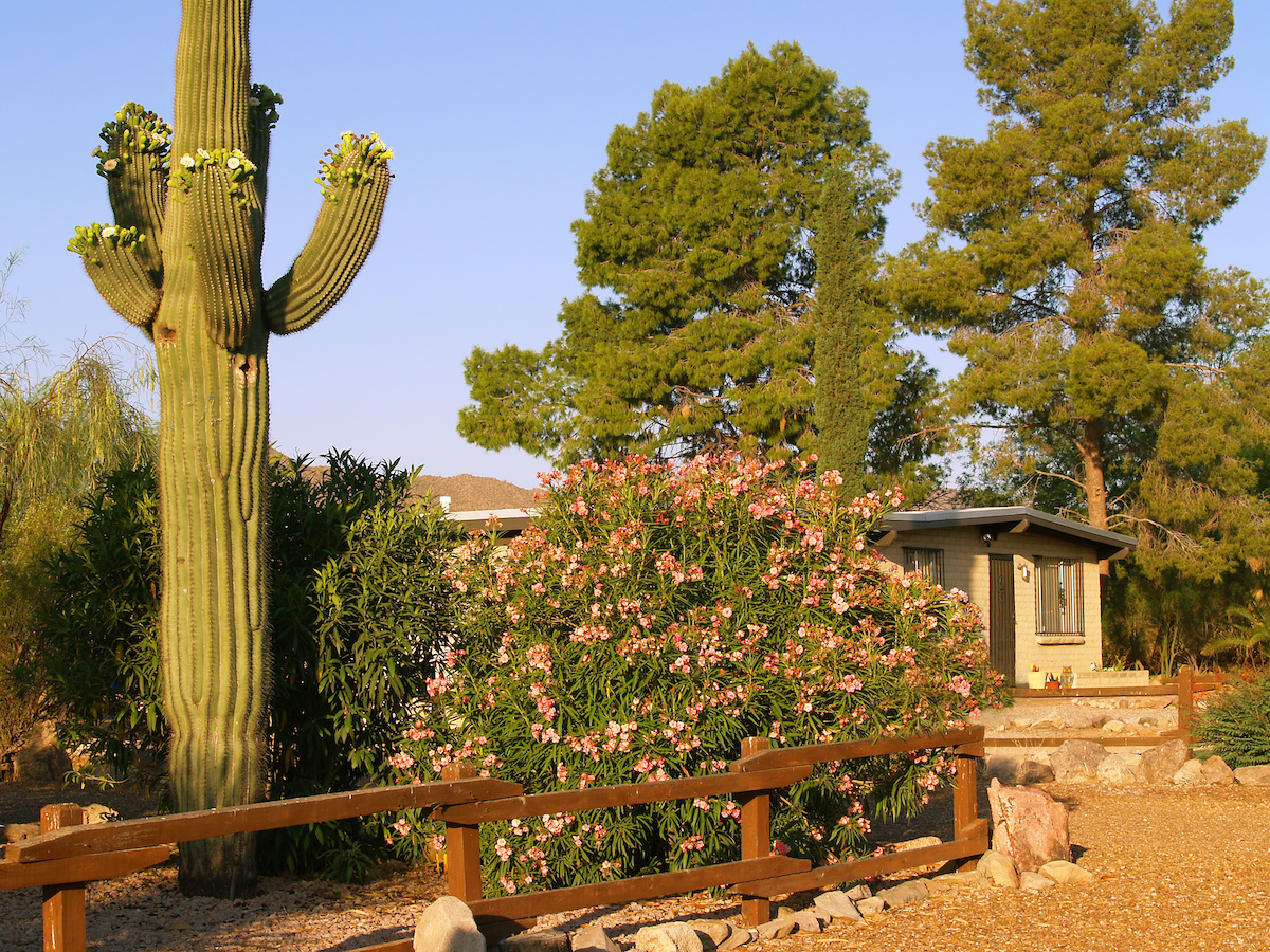 Is desert rose 2024 poisonous to dogs